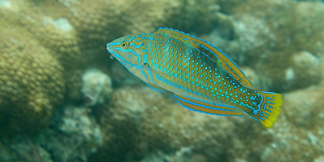In the initial phase the Puddingwife’s body is covered with an intricate pattern of iridescent blue lines and spots.