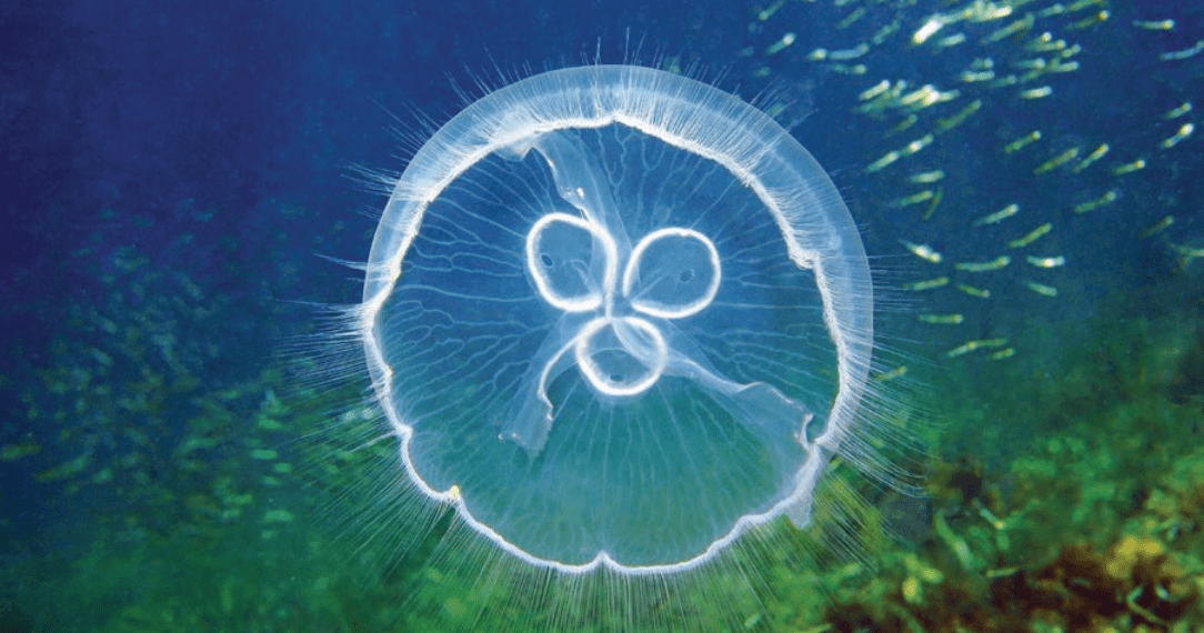 The distinctive horseshoe-shaped
structures in a Moon Jelly’s bell are its gonads.