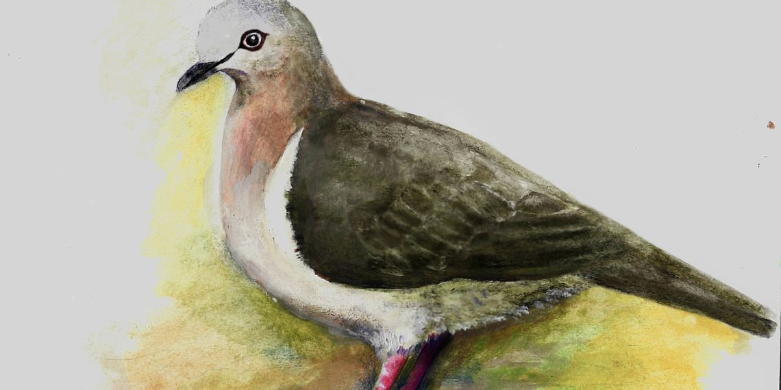 Leptotila wellsi is a delicate, medium-sized bird found only in Grenada.