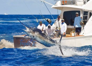 PLACE with story Blue Marlin