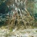 School of Juvenile fish swimming past red mangrove roots