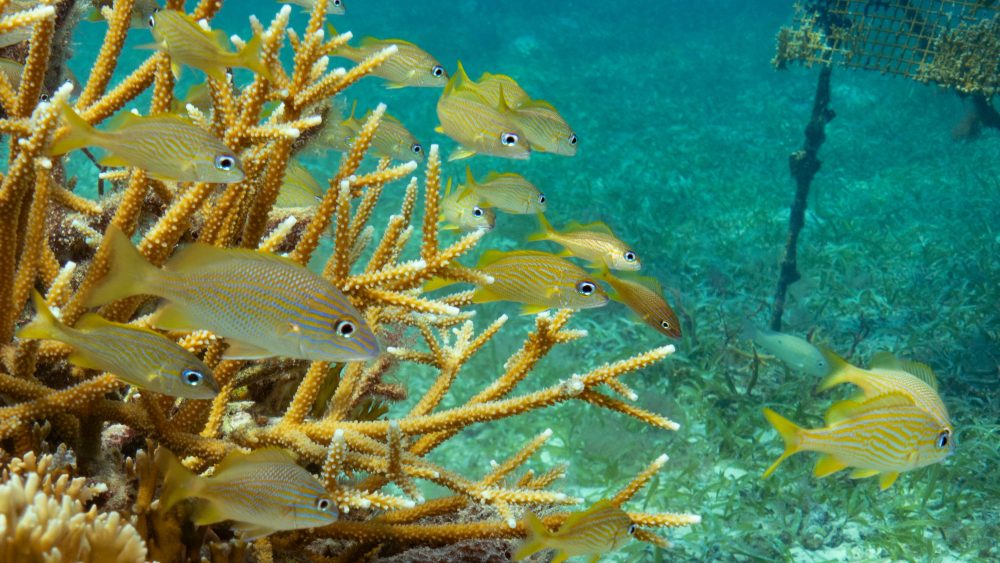 SEA Is Keeping Eyes on Belize’s Ocean for the Next Generation 
