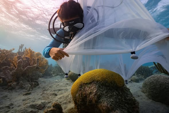 A Major Milestone for Reef Repair in Bonaire