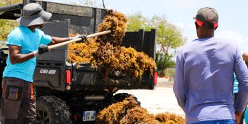 Coordinated Effort Targets Sargassum Solutions