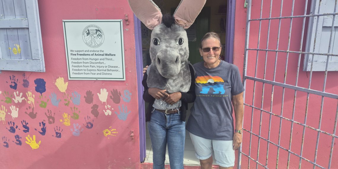 Sanctuary volunteer Cheri Benjamin with a fellow volunteer who’s sporting a large donkey head. The prop is from “Pet Playhouse,” a television show the Humane Society created that aired throughout the Caribbean. Dr. Donkey was a featured segment; the head was worn by a willing volunteer along with a white coat and stethoscope. Today, Humane Society veterinarians and staff conduct an animal ambassador program at T. N. Kirnon Primary School each spring teaching children how to look after animals, encouraging empathy and kindness. They take live animals with them — dogs, cats, tortoises and sometimes the donkey head — easier than transporting a donkey!