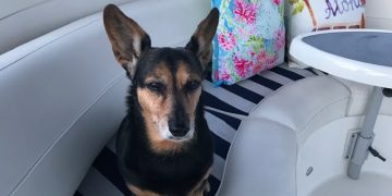 Smooth Sailing with Pets
