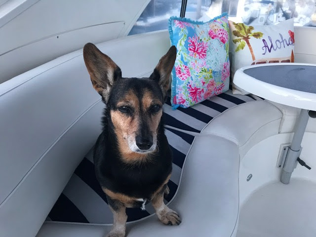 Bella Toto, a Welsh corgi