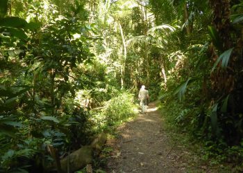 Eco Focus: Two-and-a-half centuries of rainforest protection in Tobago