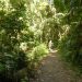 Eco Focus: Two-and-a-half centuries of rainforest protection in Tobago